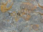 Ordovician Brittle Star (Ophiura) & Many Other Fossils #56360-2